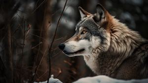 Hovedbilde Plakat - Sort ulv